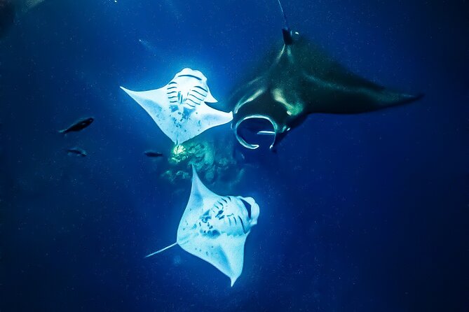 Kailua-Kona Group Swim With Manta Rays (Mar ) - Refund and Cancellation Details