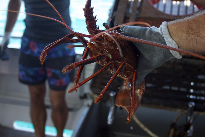 Kalbarri Rock Lobster Pot Pull Tour in Kalbarri - Taking Home Fresh Rock Lobster