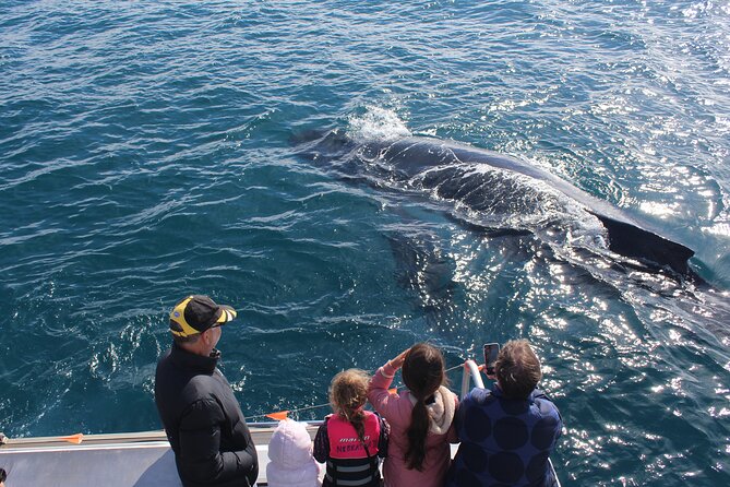 Kalbarri Whale Watching Tour - Booking Information