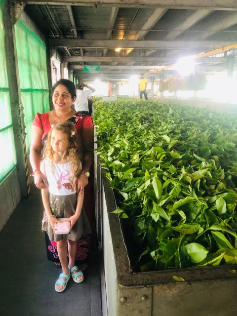 Kandy,Pinnawala and Tea Factory Full Day Tour - Tea Factory Tour Details