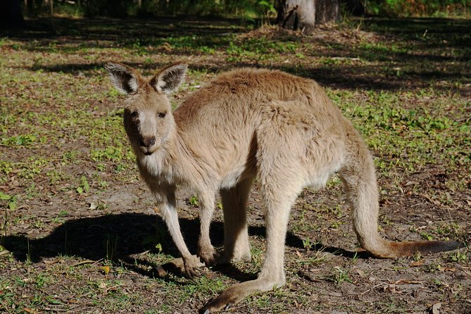 Kangaroo Watching & Koala Spotting Private Tour - Authenticity Verification Process