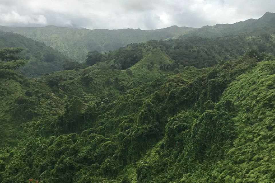 Kauai: Half-Day Kauaʻi Adventure - Customer Reviews