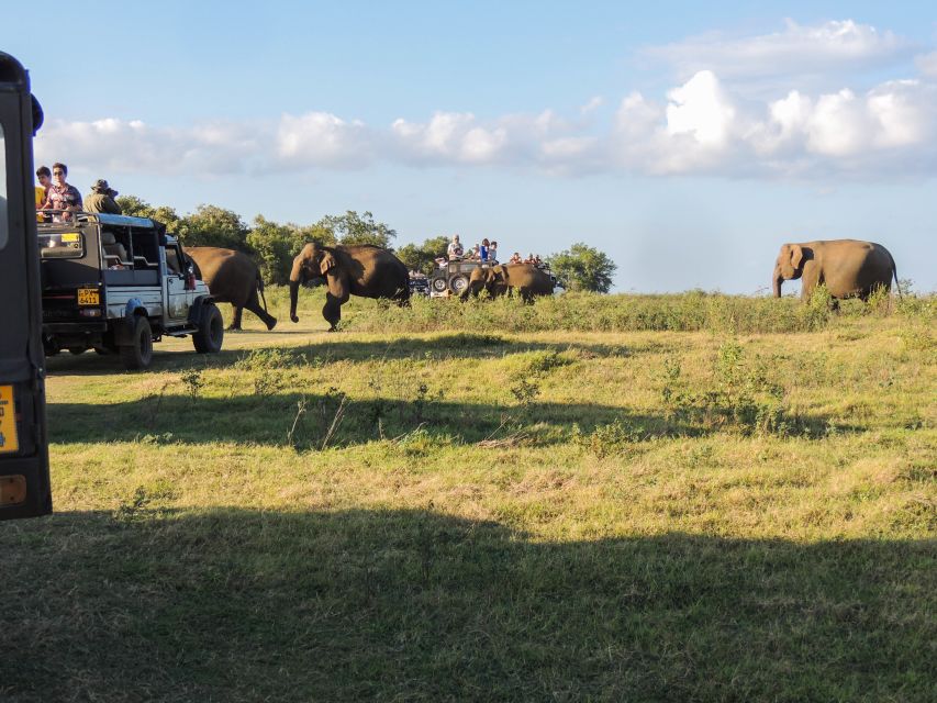 Kaudulla National Park: Private Safari - Personalized Guided Experience