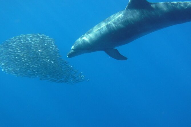 Kayak Route Along the Volcanic Coast in Tenerife South With Snorkeling - Directions