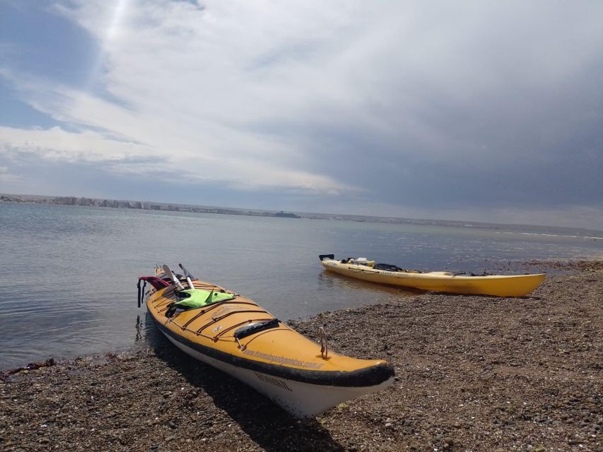 Kayaking Adventure in Puerto Madryn - What to Expect