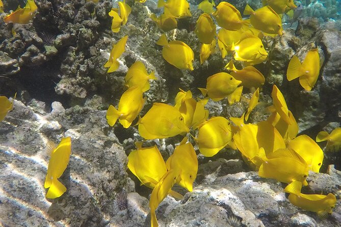 Kealakekua Snorkel and Sail Adventure - Booking Information