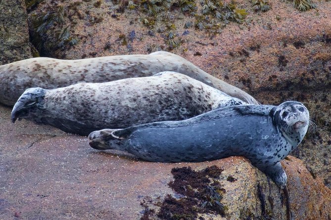 Kenai Fjords and Resurrection Bay Half-Day Wildlife Cruise - Viator Assistance