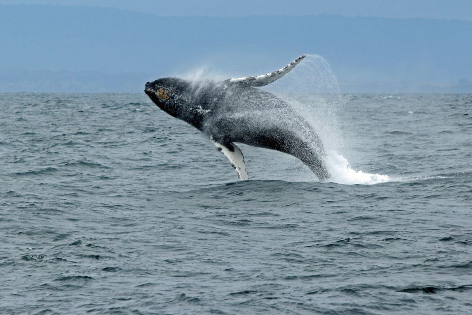 Ketchikan: Marine Wildlife and Whale Watching Boat Tour - Check-in and Logistics