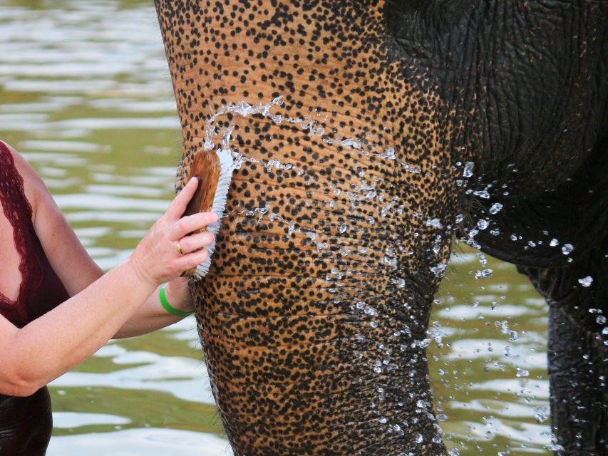 Khao Lak: Elephant Bathing and Feeding Tour - Common questions