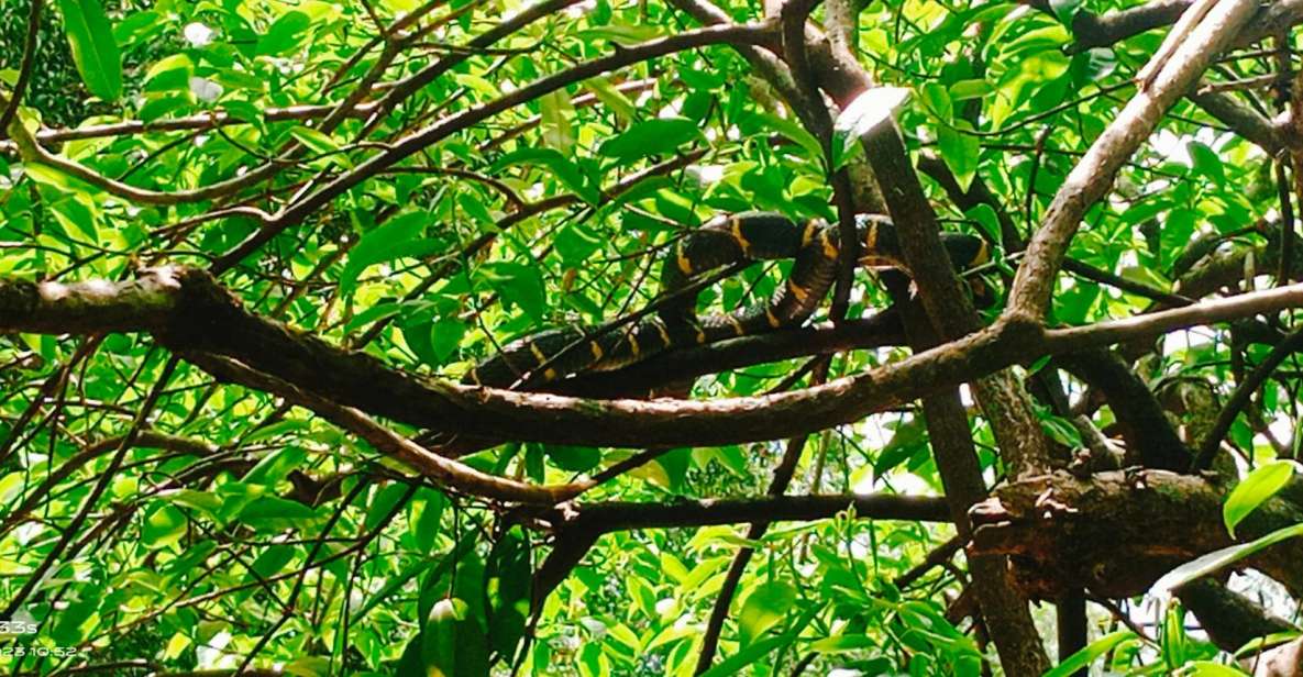 Khao Lak: Full-Day Khao Sok Jungle Walk and Canoeing Tour - Lunch in Nature