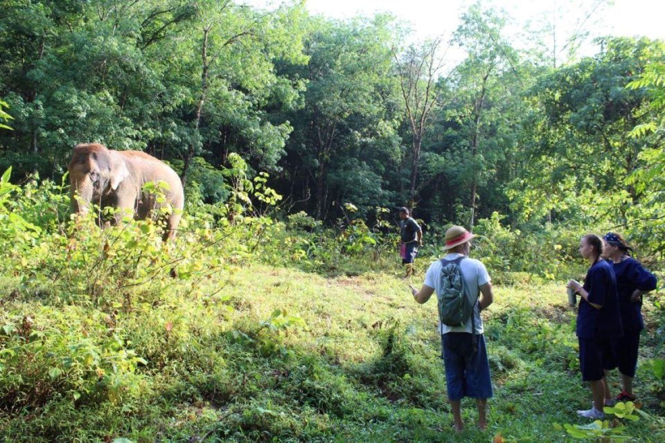 Khao Lak: Unique Dawn Ethical Elephant Sanctuary Experience - Planning Your Visit to Khao Lak