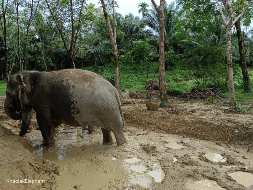 Khaolak Ethical Elephant Sanctuary Overnight Program - Common questions