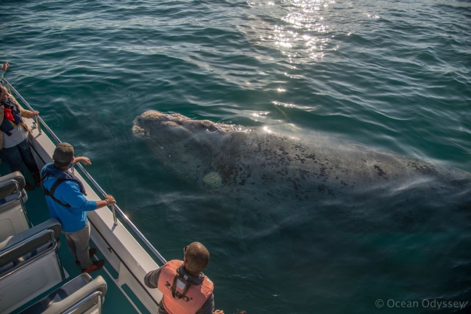 Knysna: Close Encounter Whale Watching Tour by Boat - Booking Information