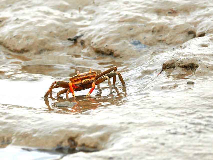 Ko Lanta: Mangrove Tour By Long Tail Boat - Additional Information