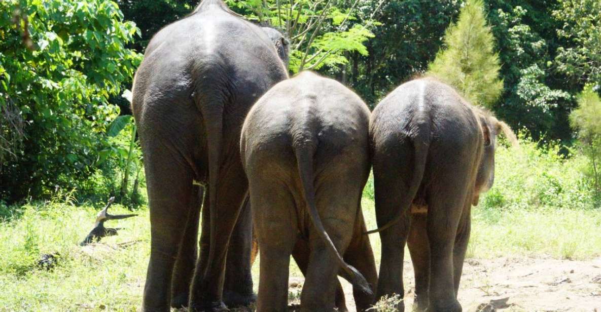 Koh Samui: Half-Day Ethical Elephant Sanctuary With Mud Spa - Transportation Information