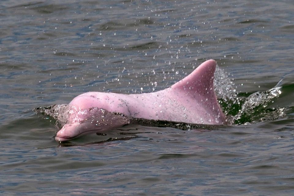 Koh Samui: Pink Dolphin Spotting & Pig Island Speedboat Tour - Logistics and Additional Information