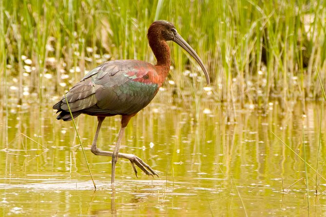 Kos Wildlife Walks: Birdwatching and Animal Photography - Weather Considerations and Alternate Plans