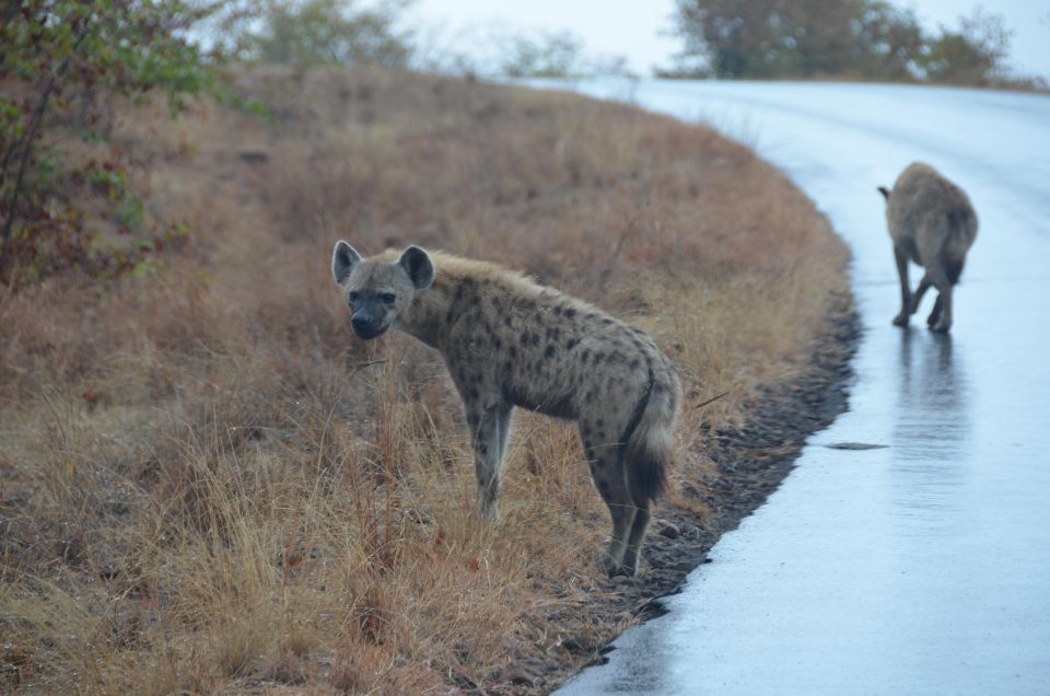 Kruger Morning Game Drive From Marloth Park & Komatipoort - General Information