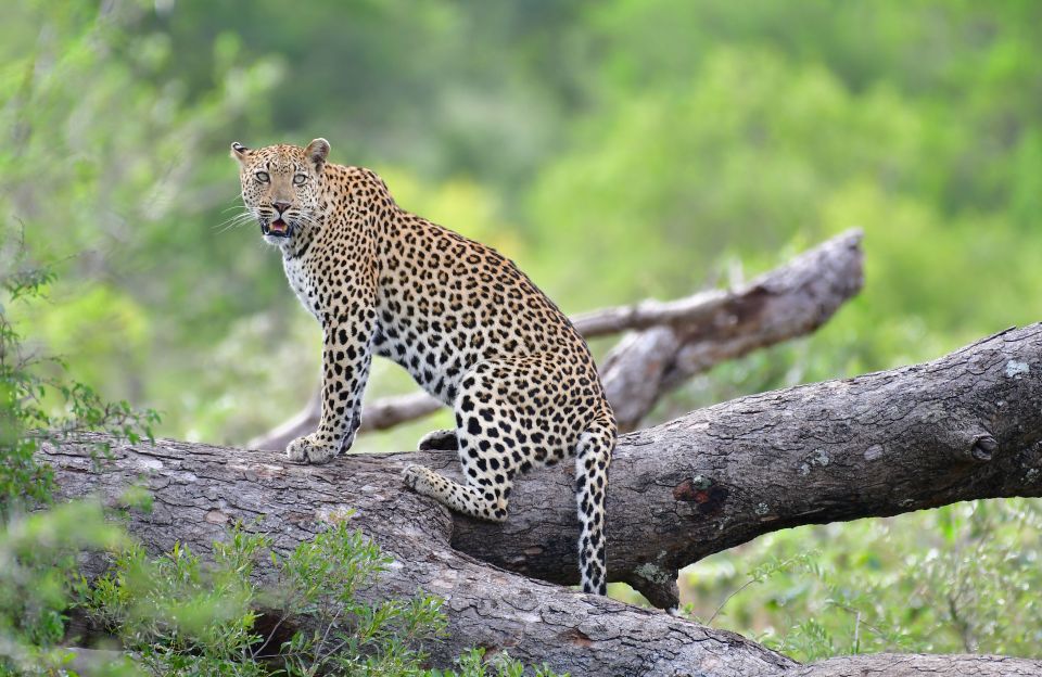 Kruger National Park: Private Morning Game Drive - Location Information