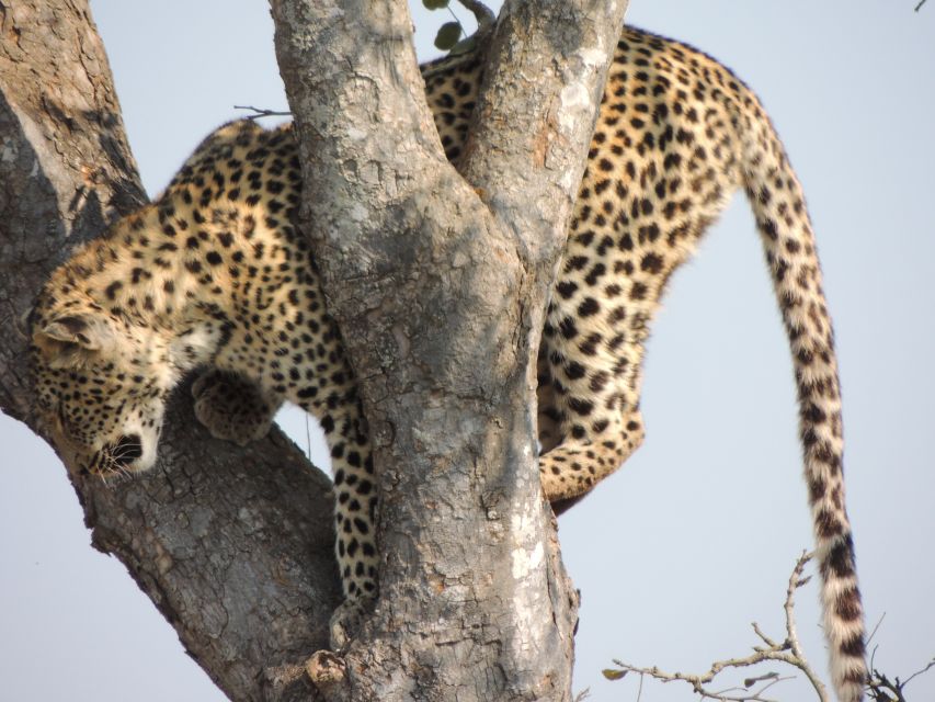 Kruger National Park: Wildlife-Watching Safari - Reservation Details