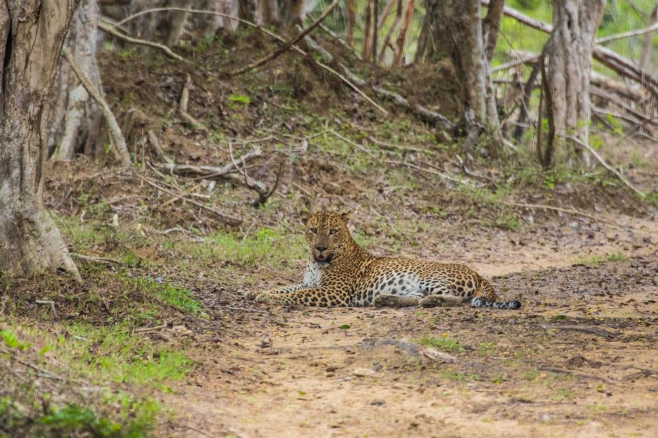 Kumana National Park Half Day Jeep Safari - Return Information