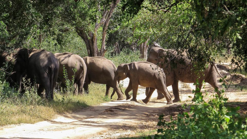 Kumana: Private 3-Hour Kumana National Park Safari - Benefits of Private Safari