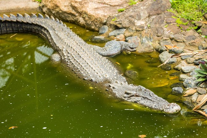 Kuranda Scenic Railway Day Trip From Cairns - Reviews and Feedback