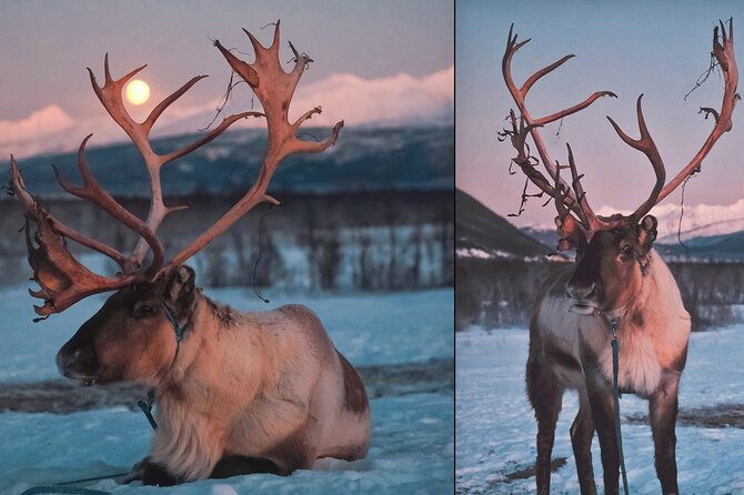 Kvaloya Northern Lights Tour, Reindeer Sledding From Tromso (Mar ) - Reviews Overview