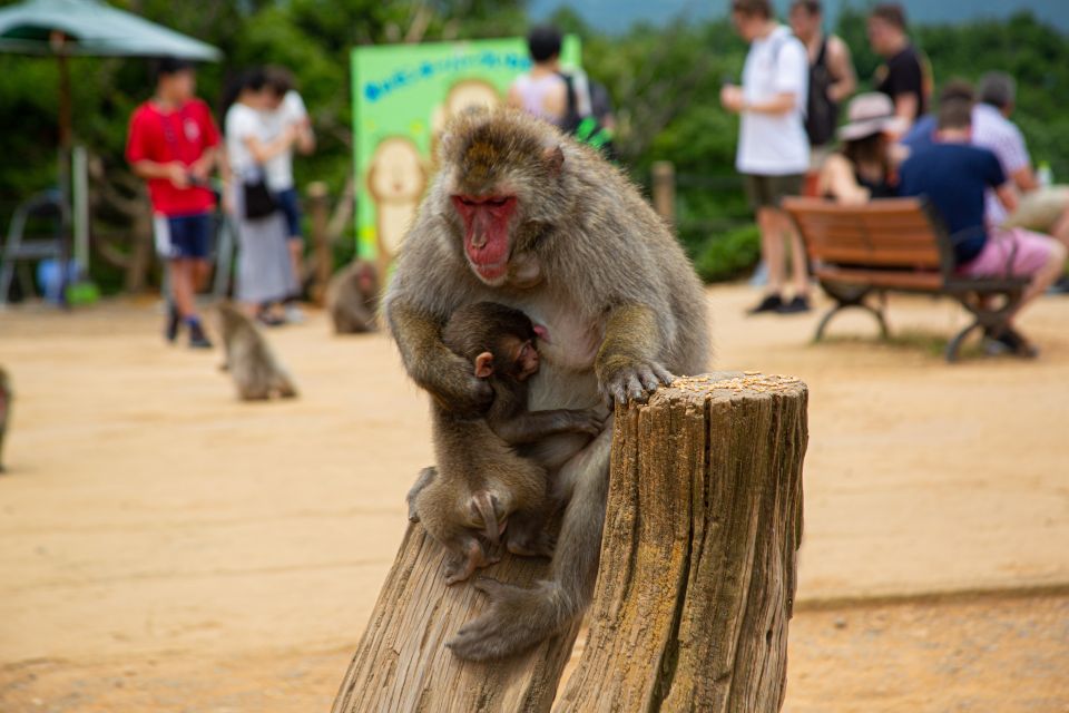 Kyoto: Arashiyama Bamboo, Temple, Matcha, Monkeys, & Secrets - Directions