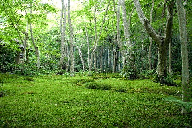 Kyoto Bamboo Forest Electric Bike Tour - Participant Recommendations and Feedback