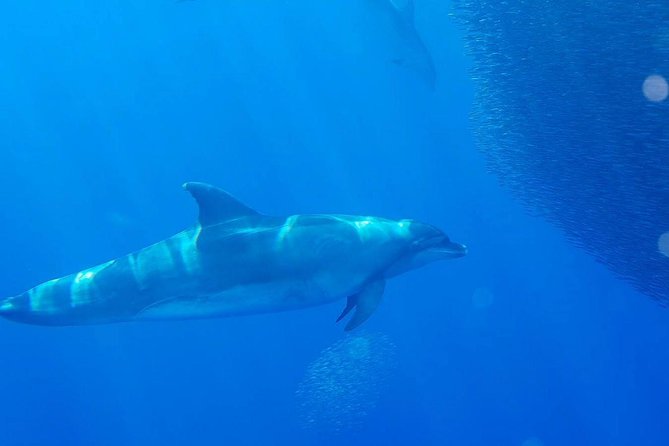 La Palma Dolphin and Whale Cruise - Inclusions and Transfers