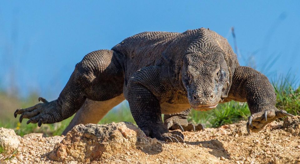 Labuan Bajo: Swim and Snorkel Komodo Island Trip With Lunch - Directions