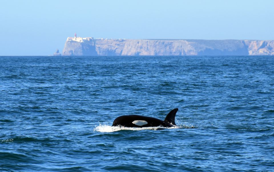 Lagos: Dolphin Watching With Marine Biologists - Live Tour Guide