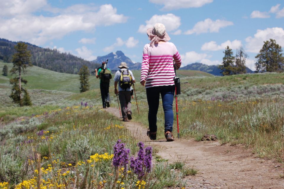 Lamar Valley: Safari Hiking Tour With Lunch - Wildlife Spotting Opportunities