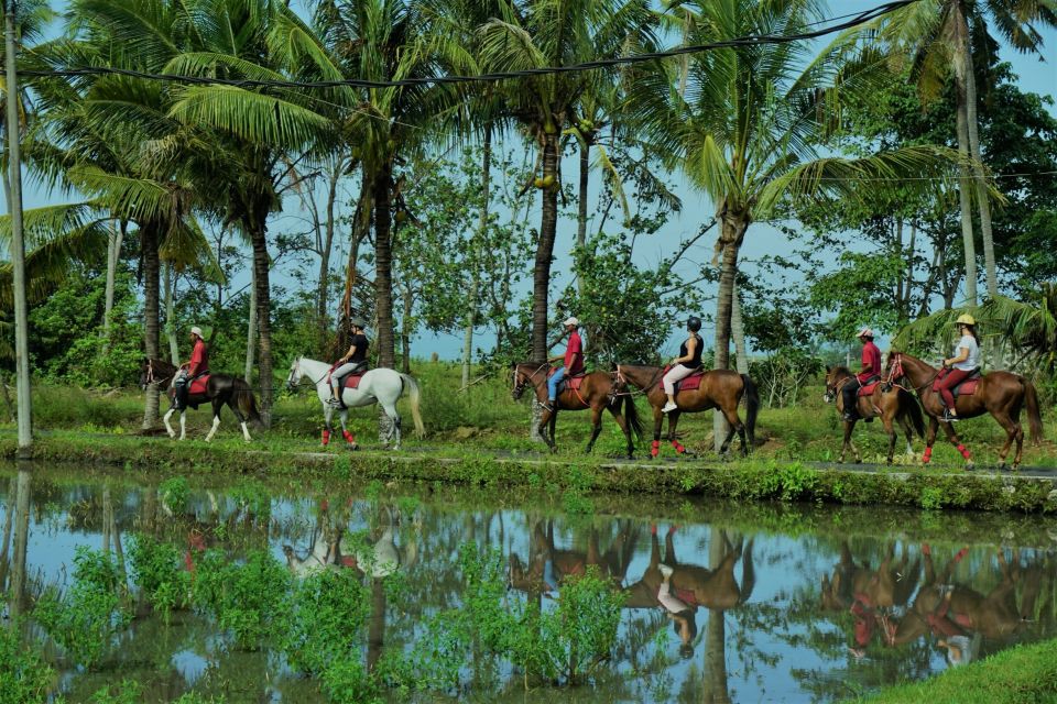 Langudu: Horse Riding on the Beach and in the Rice Fields - Customer Reviews