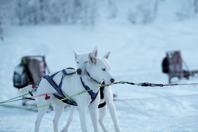 Lapland Husky Sled Safari From Tromso - Improvements Needed