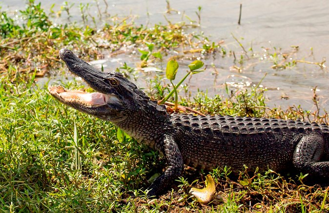 Large Airboat Ride With Transportation From New Orleans - Common questions