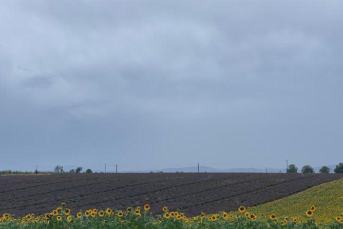 Lavender Fields Visit With Private Transportation  - Marseille - Common questions