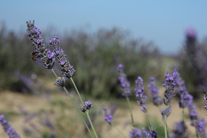 Lavender Tour Sault From Marseille - Weather and Requirements