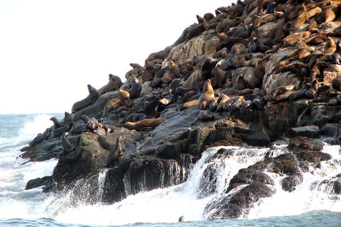 Lima: Palomino Islands Excursion & Swimming With Sea Lions With Hotel Transfers - Additional Information