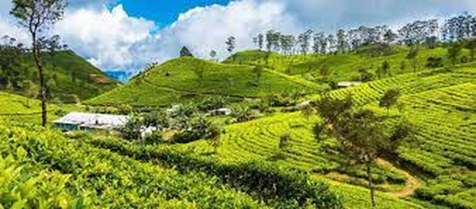 Lipton's Seat and Tea Factory & Tea Plantation Day Tour - Location Insights