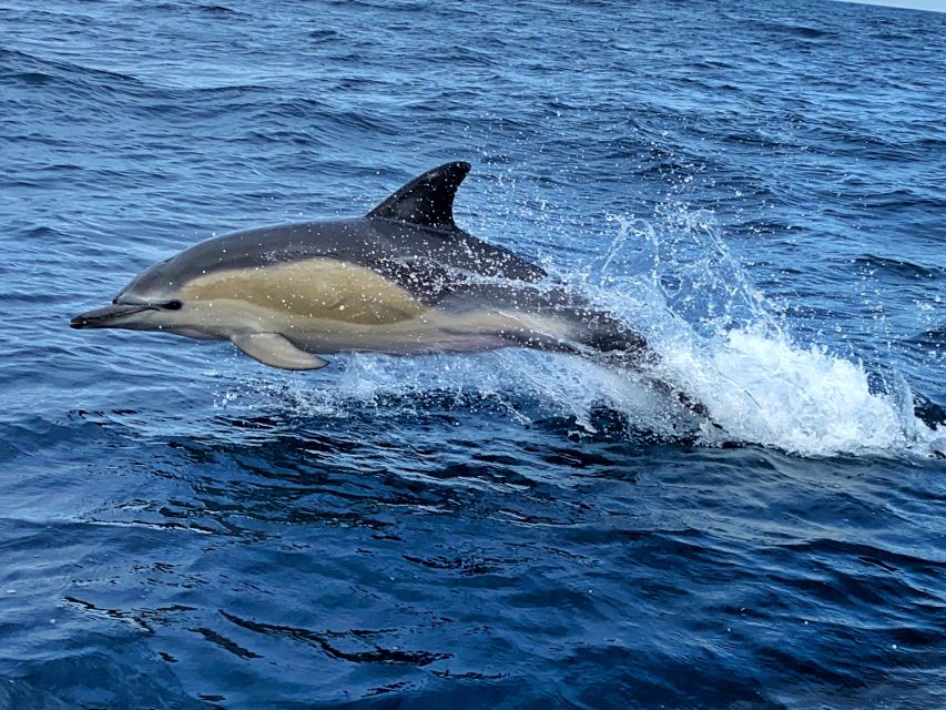 Lisbon: Dolphin Watching Boat Tour - Dolphin Watching Experience