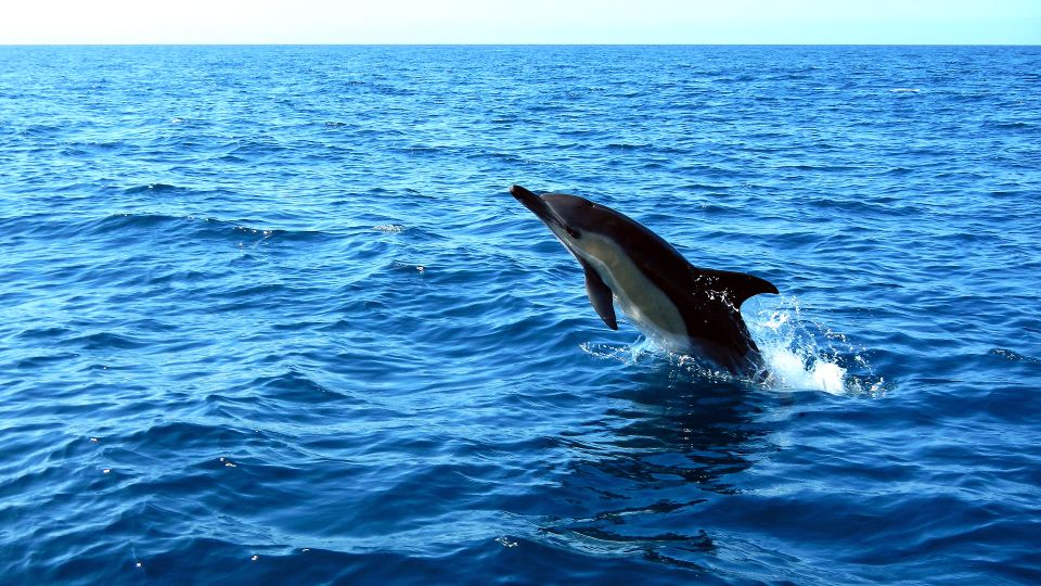 Lisbon: Dolphin Watching in Arrábida Natural Park - Directions and Meeting Point Details