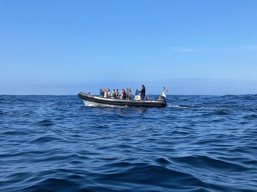 Lisbon: Dolphin Watching With Marine Biologist - Review Summary