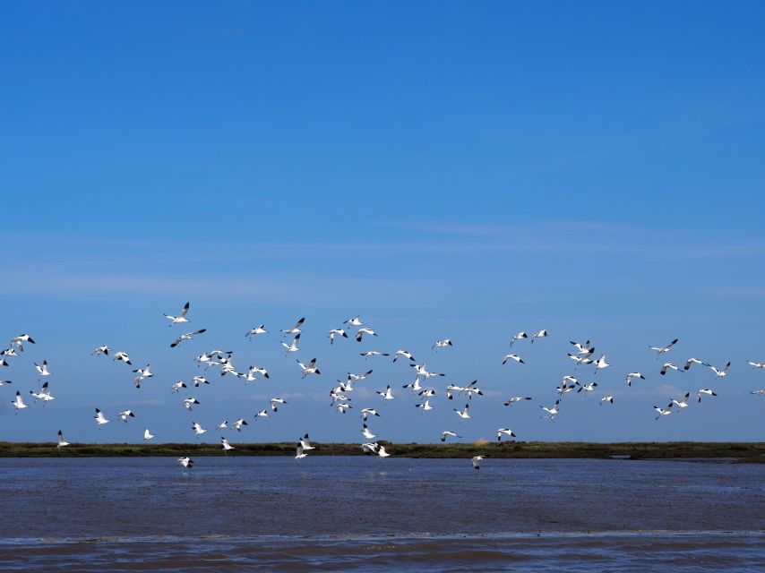 Lisbon: Tagus Estuary Nature Reserve Birdwatching Boat Tour - Captain Carlos Cera