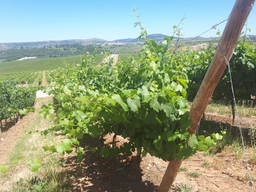 Lisbon: Wine Tasting Day Tour - Visit Palacio Nacional De Mafra