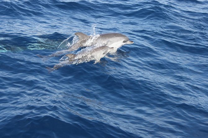 Lobos Island - the Dolphin Route - Traveler Photos and Reviews