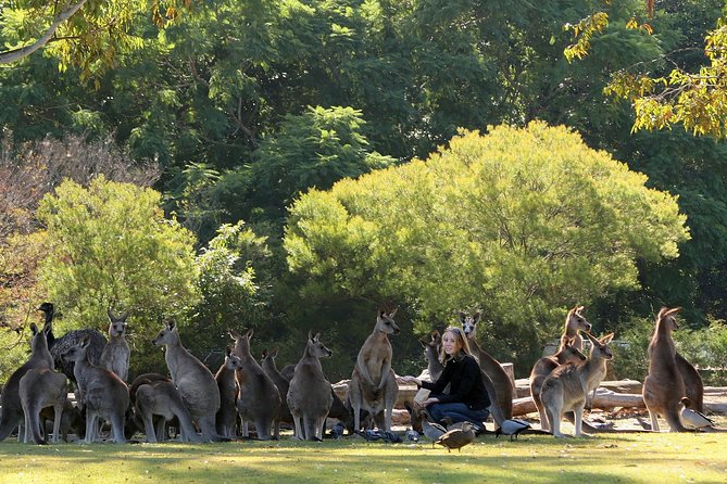 Lone Pine Koala Sanctuary Admission With Brisbane River Cruise - Directions