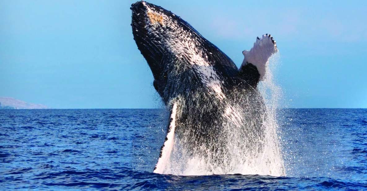 Maalaea: Small Group 2-Hour Whale Watch Experience - Reservation Information and Options