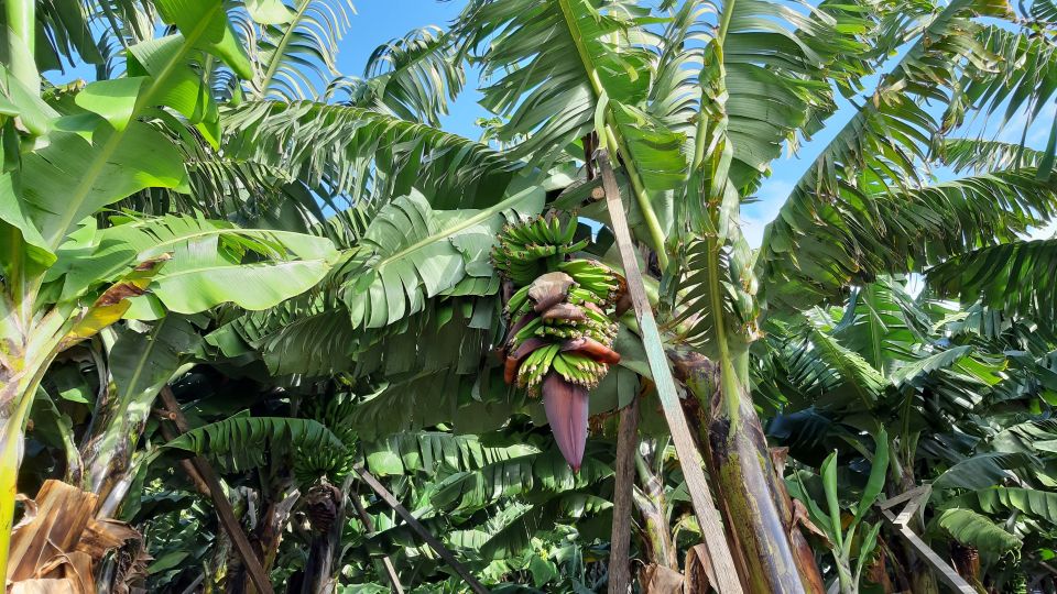 Madeira: Private Banana Farm Tour With Pickup - Additional Features